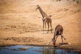 Day 15: Etosha to Erindi