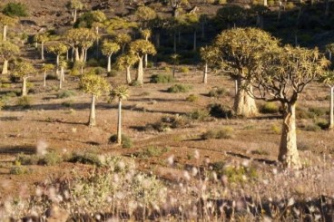 Day 4: Nieuwoudville to the Orange River