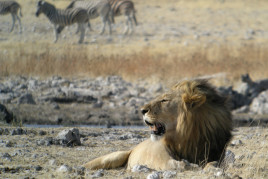 Day 14: Etosha National Park