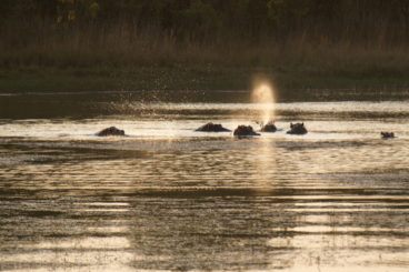 Day 15: Okavango River to Maun