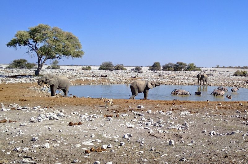 Day 1: Windhoek to Etosha