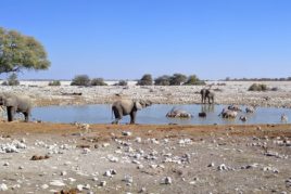 Day 12: Etosha National Park