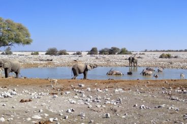 Day 12: Etosha National Park