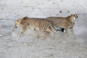 Day 11: Spitzkoppe to Etosha National Park