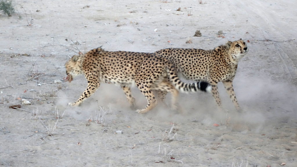 Day 11: Spitzkoppe to Etosha National Park