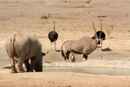 Day 2: Etosha National Park