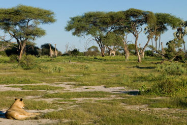 Day 16: Okavango Delta