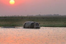 Zambezi River, Chobe and Kasane