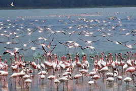 Lake Naivasha