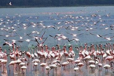 Lake Naivasha
