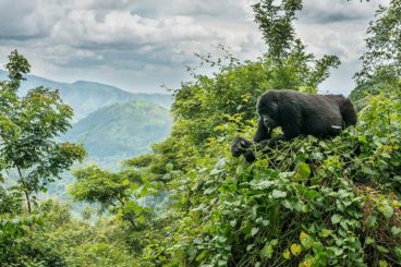 Bwindi Impenetrable Forest