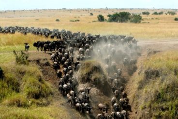 Masai Mara National Park