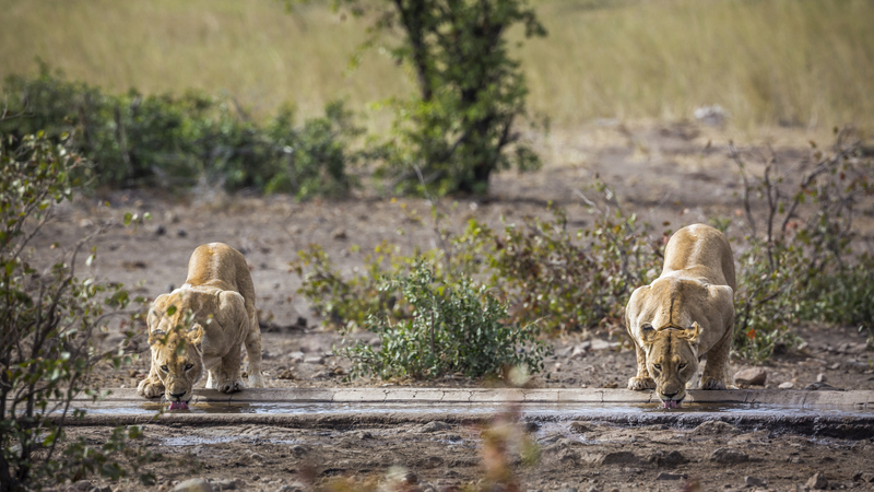 Two African Lioness Drinking On Waterhole In Kruger National Par