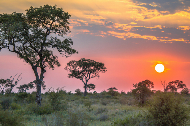 African Savanna Plain Overview With Trees Bushes And Grass At Su