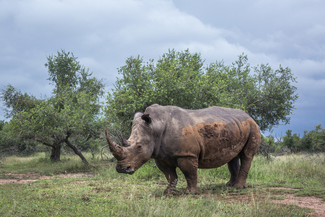 Rhino