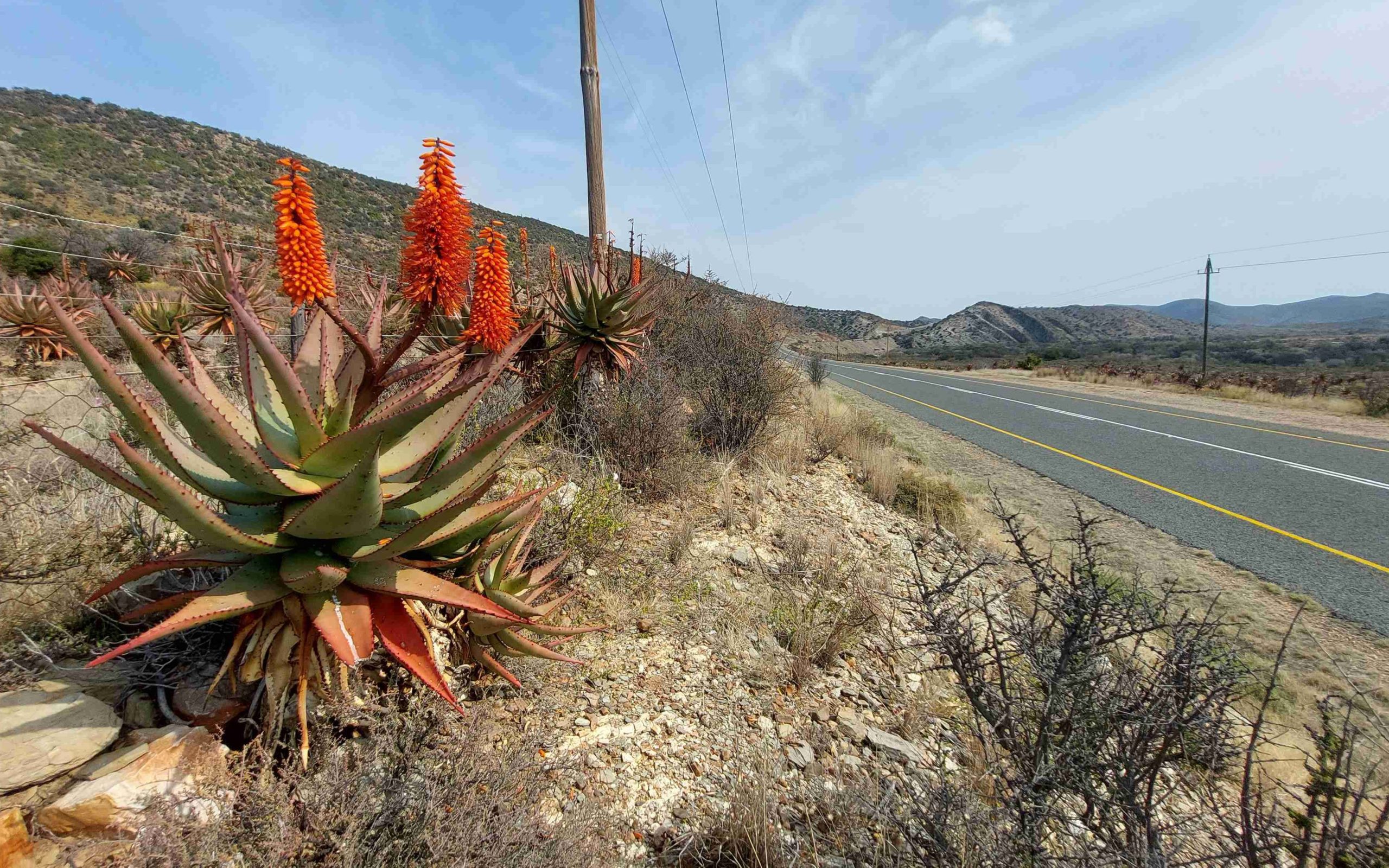prince albert2 aloe_result