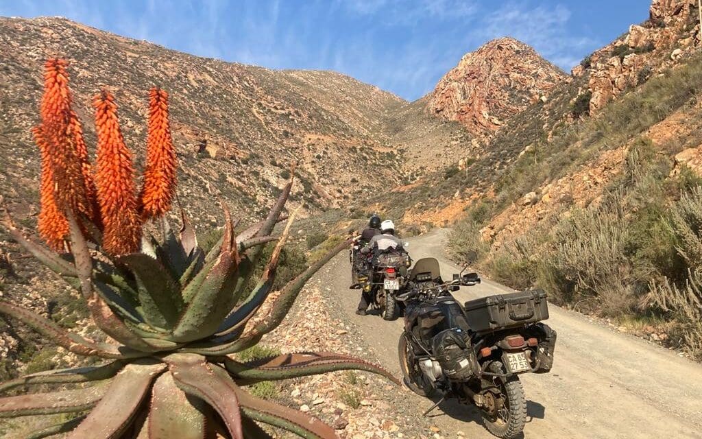 swartberg pass aloe