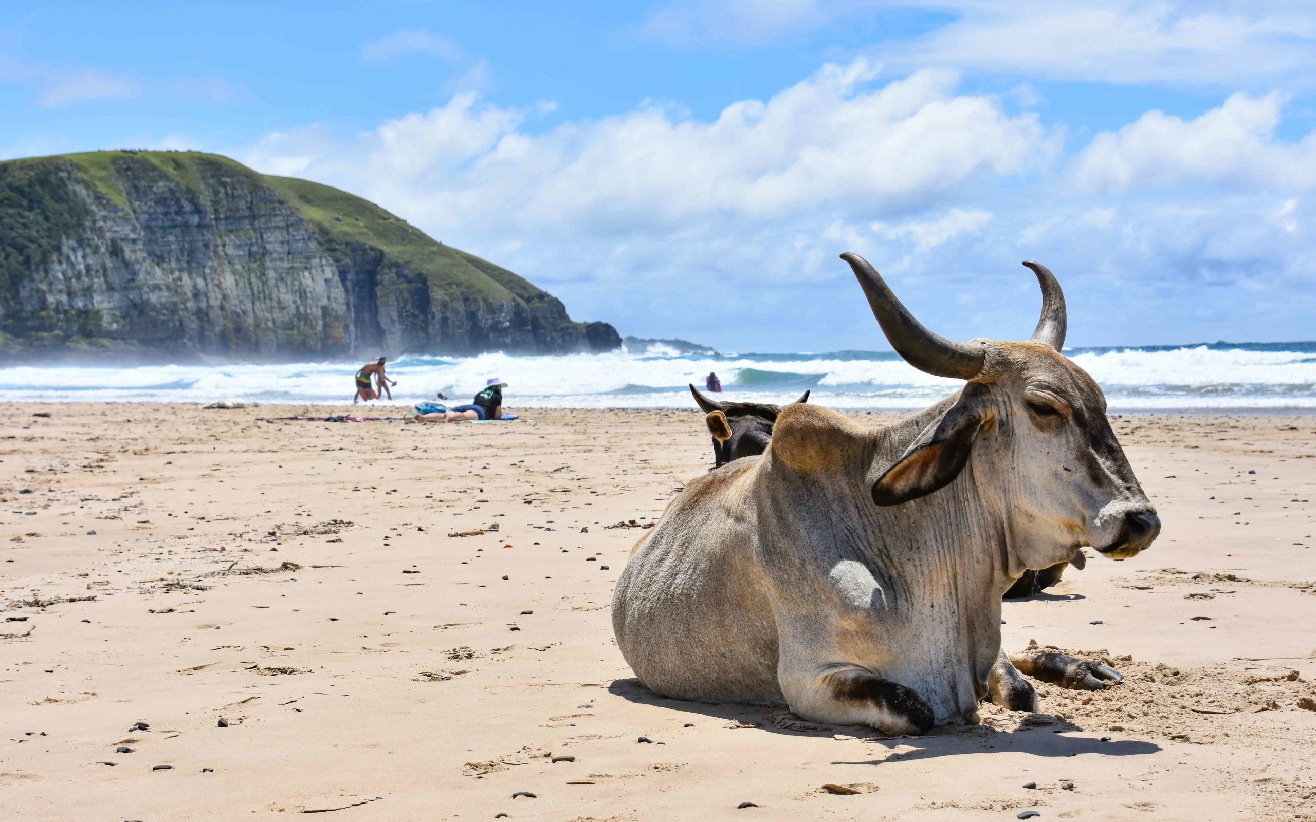 wild coast mdumbi 6