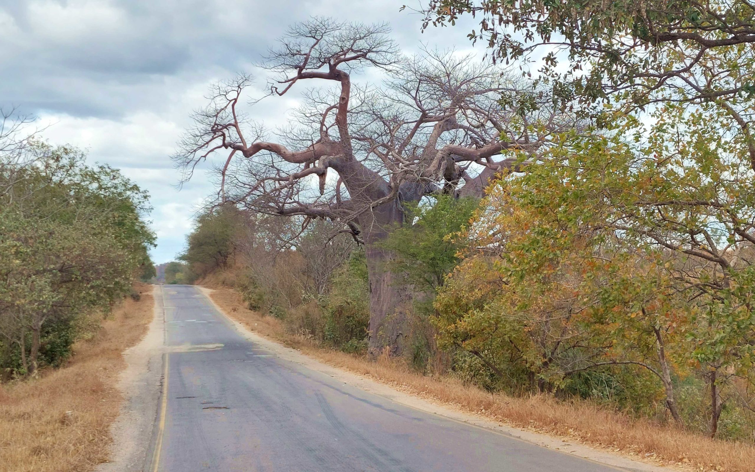 great east road baobab
