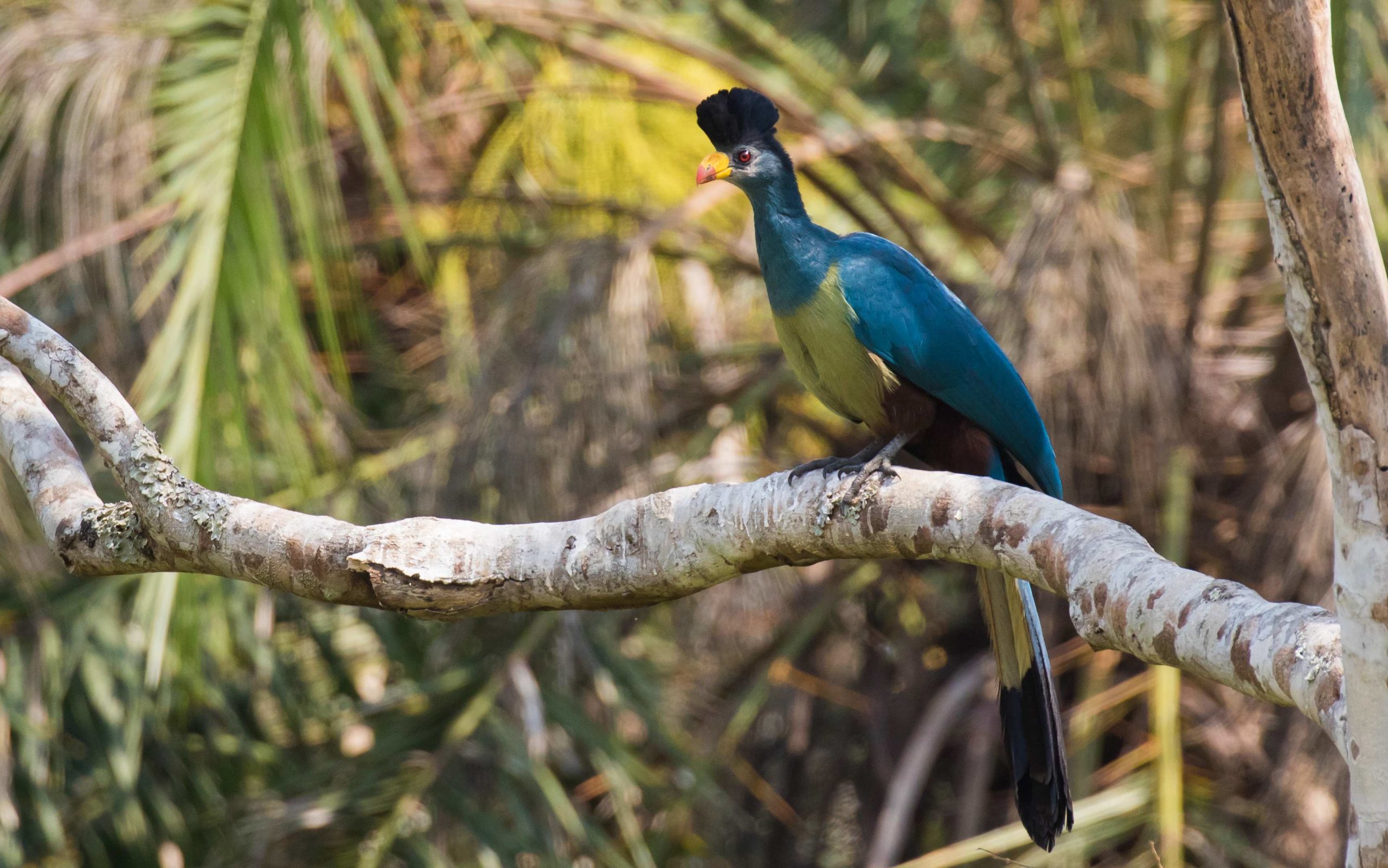 kibale park turaco