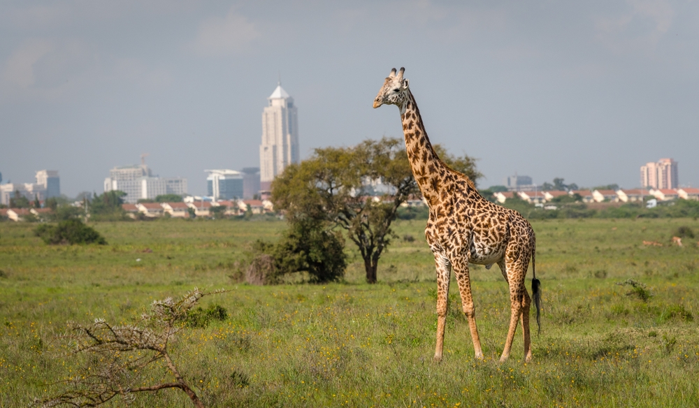 nairobi national park
