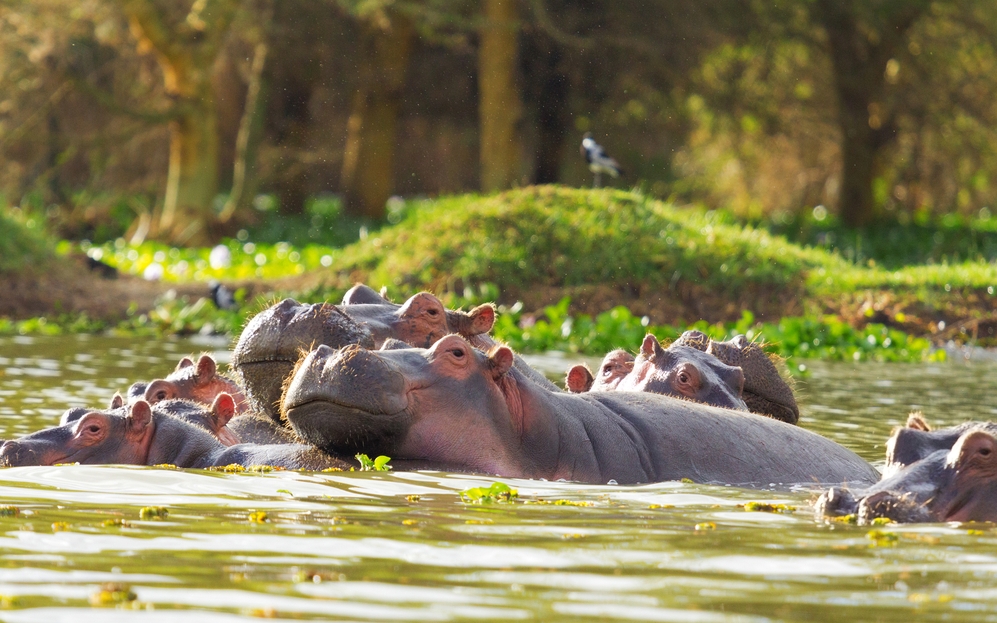 naivasha 7 hippo