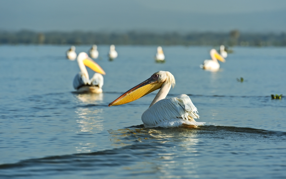 naivasha pelican