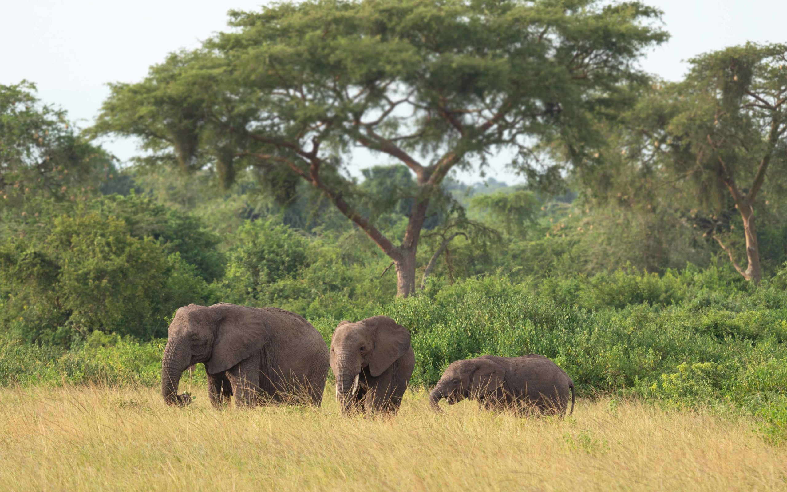 queen elizabeth park uganda