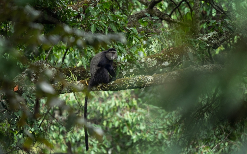 ruwenzori colobus
