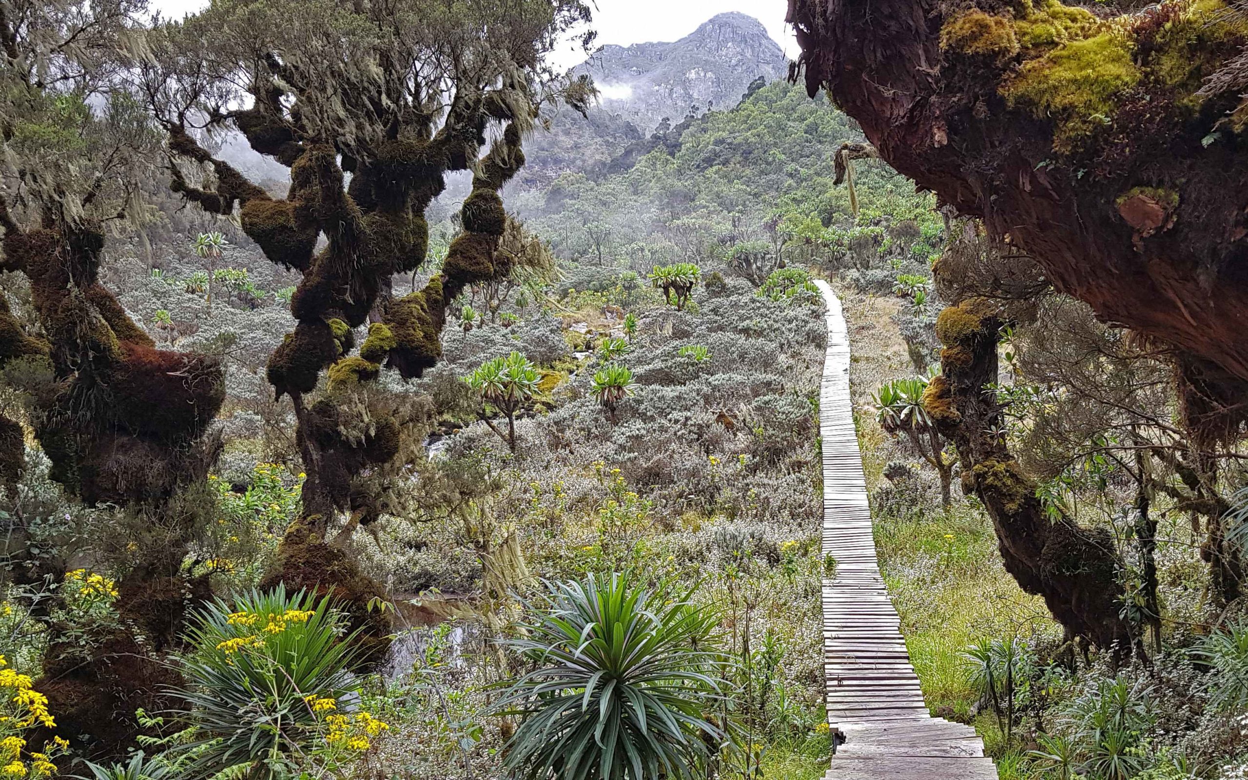 ruwenzori trek 3