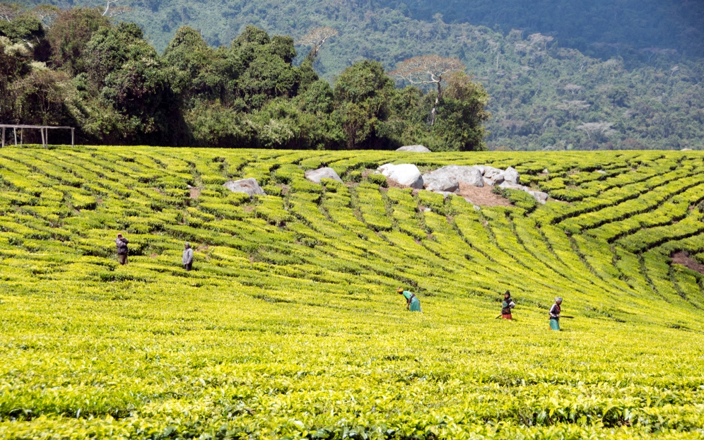 tanzania tea plantation