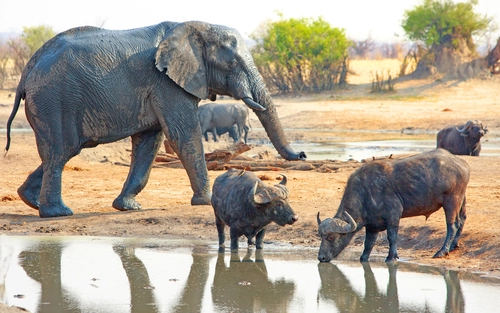 elephant waterhole