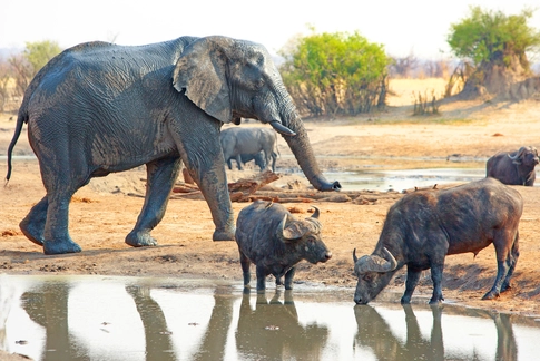 elephants at waterhole